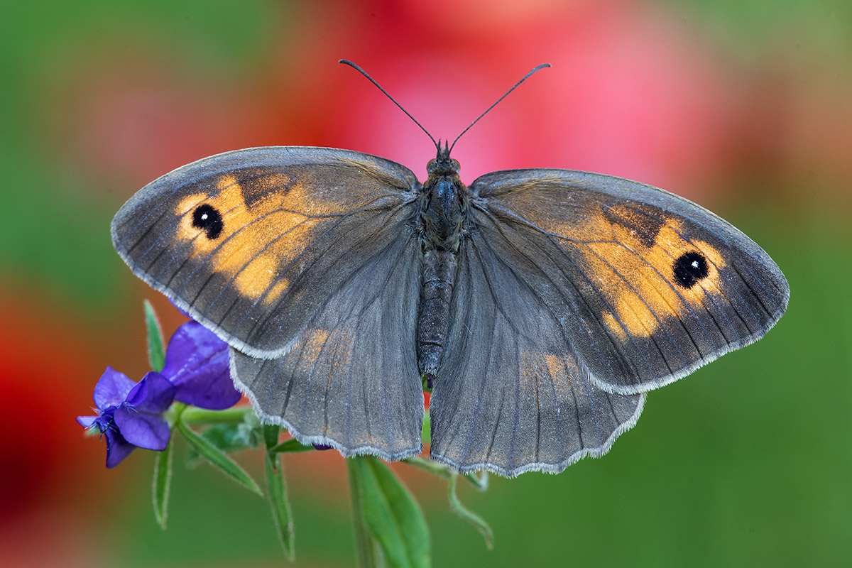 Maniola jurtina - Nymphalidae Satyrinae